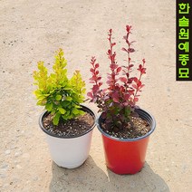 유럽 매자나무 6종 특선, 04 볼케이노 -P9포트묘