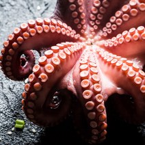 문어 숙회 제수용 모리타니아산 2Kg 추석 명절 제사상 문어