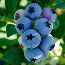 블루베리 3년생 묘목, 스타/3년생