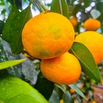 제주 하우스 감귤 1kg 3kg 5kg 제주감귤 가정용 선물용, 소과