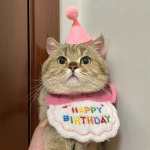 모두샵 반려동물 강아지 생일 모자 파티 고양이 생일상 애견 돌잔치 고깔 모자 스카프 모두샵 세트, 핑크
