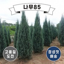 (나무85) 블루엔젤 삽목 포트 묘목, 5. 블루엔젤 1.8m, 1개