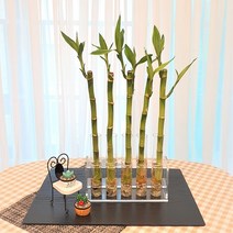 공기정화식물 반려식물 플랜테리어 수경재배 기르기 쉬운 개운죽, 5개입, 1세트