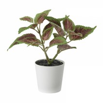이케아 페이카 인조식물 ＋ 화분 콜리우스 6cm 004.966.04