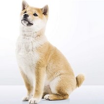 애견용품 강아지 미용 테이블 미끄럼방지 패드, M, 블루, M_블루