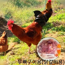 토종닭 무뼈구이용 또는 닭갈비용 장닭 2kg 내외 오후4시마감 당일발송 수요일휴무 백숙용 닭볶음용 제사용 생닭 한약재무료제공 살아있닭