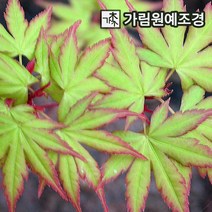 단풍나무 활엽수 가림원예조경, 산호각 4치포트