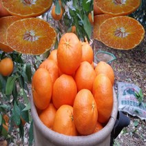 레드향 제주 산지직송 선물용 가정용 2kg 3kg 5kg, 중소 17과 내외(3kg)