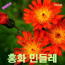 팝플라워 홍화민들레 씨앗 10립