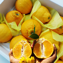 출시 제주 고당도 한라봉 2kg 3kg 5kg 산지직송, 선물용, 중대과(5~10과)