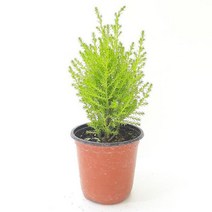 율마(소) 실내공기정화식물 공기청정식물 율마키우기 ADS- 2980213EA, 본상품선택