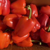 국내산 파프리카 상품 못난이, 혼합(빨+노) 5kg