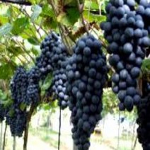 묘목/머루포도]M.B.A 삽목1년/5주 KS653