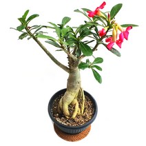 석화 (중대품) 색상랜덤 사막의장미 예쁜꽃