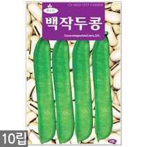 얼룩이 강낭콩 씨앗 70립 - 씨 강낭콩씨 강낭콩씨앗 콩씨 콩씨앗 강남콩씨앗 주말농장 텃밭, 18_백작두콩(10립)
