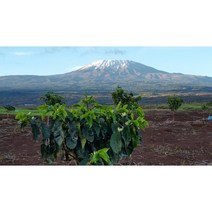 케냐 마사이 생두 AA PB C FAQ+종류, Uganda 1kg