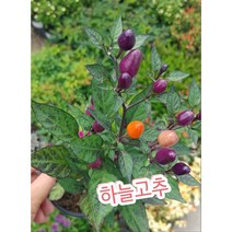 화초고추/색감 징짜 예쁘죵 요 고추는 식용가능해서 더욱 좋음, 1개