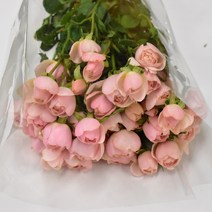 인트레이 미니 장미꽃 생화택배 (고속터미널꽃시장 직배송) 꽃예꽃, 며칠 기다렸다가 꽃 입고 되는대로 발송, 금~일요일 구매시 (화요일 도착), 인트레이장미 연핑크