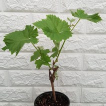 청포도나무12 - 샤인머스켓 씨없는 청포도나무