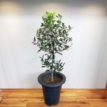 올리브나무 중품 70-90cm 수형예쁨, 1개