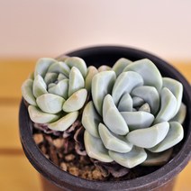 아이시그린 다육이 순백의 가을여왕 아프리카 다육식물 랜덤280, 단품, 1개