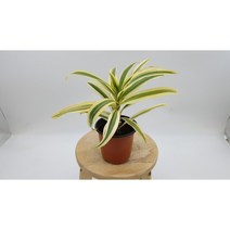 송오브인디아 10x9cm 소품