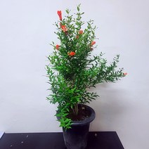 꽃석류나무 열매나무 애기석류 해석류 꽃나무24