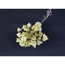 휴케라 골드제브라 (15cm) [노지월동/ 다년생/ 야생화/ 예쁜식물/ 반려식물/ 테라스정원/ 지피식물], 1개
