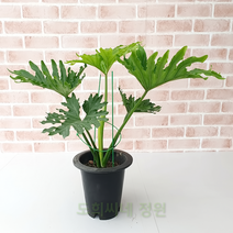 도희씨네 정원>> 트로피컬 잎모양 호프셀렘 중형 150, 1개” class=”wr-img”></a></div></p></div></p></div></p></div><div class=