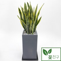 꽃친구 산세베리아 중형 대형 사무실 개업화분 축하화분 승진 집들이 선물 공기정화식물 전국 당일배송
