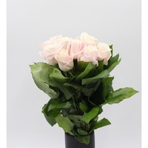 연연핑 장미꽃 생화택배 (고속터미널꽃시장 직배송) 꽃예꽃, 취소처리(취소선택시 다른꽃변경불가), 월요일 구매시 (수~목요일 도착)