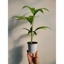 고급야자 켄차야자 게차야자 소품 20~40cm 69