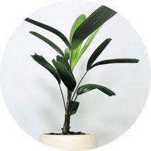 관음죽 미니화분분갈이제품 공기정화식물