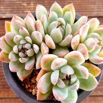 빙산 물이들면 예쁜 다육식물024 랜덤발송