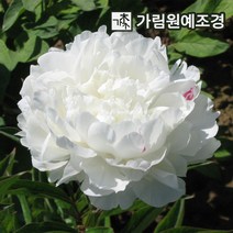 작약 왜성향수작약 숙근 12종 모음 2023년 신상품 가림원예조경, 개량작약:양비출옥