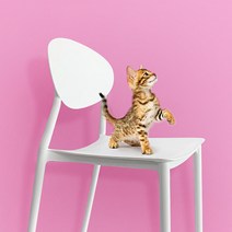 지엠퍼니처 포니오 X 인테리어 디자인 포인트체어 카페 화장대 식탁 의자, 포니오 화이트