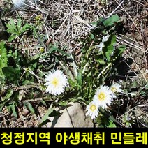 ★쭈니파파몰★ 고씨네 생민들레잎뿌리1KG 생민들레 민들레잎 민들레, one color, free