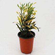 바나나크로톤 실크로톤 크립톤 공기정화식물 미세먼지제거식물