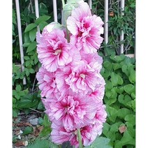 꽃씨앗 겹접시꽃 핑크 (10립) -이년초, 1개