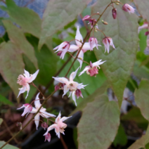 [나은식물원]삼지구엽초-아시아틱 하이브리드