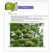 과수/유실수 매실(청 홍)묘목/청매실 R3cm~R5cm/슈퍼왕매실 R3cm~R6cm 결실주, 슈퍼왕매실 R6cm 결실주(분)