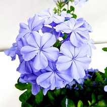 꽃나무팜 플럼바고 푸롬바고 푸름바고 하늘꽃 야생화 다년초 오래피는꽃 넝쿨식물 행잉식물 꽃식물 한개가격입니다