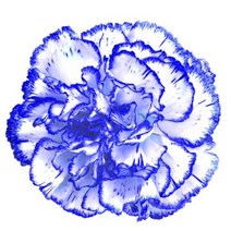 파랑필 카네이션 32x32cm 액자/ 장식액자 벽꾸미기, 선택사항_알루미늄 (블랙)