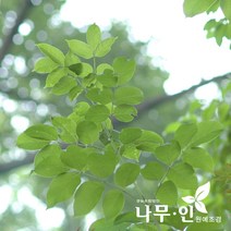 [나무인] 쉬나무묘목 5그루