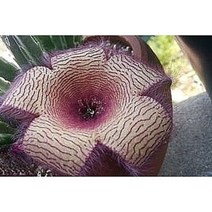 팅커벨 세설(중품), 1개