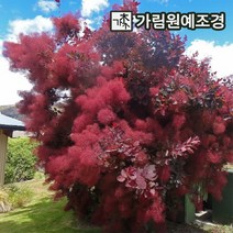 안개나무 자엽안개나무 가림원예조경, 자엽안개(로얄퍼플) P9cm포트(2개세트)