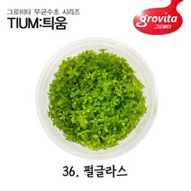 무균수초 펄글라스/무균배양/액상배지/