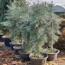 착한가격 나무생각 블루아이스(엘사트리)*(40cm~50cm)*분, 주