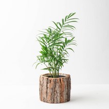 나루플랜트 공기정화식물+화분커버, 테이블야자+화분커버