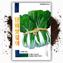 씨앗팜 엇갈이 배추 씨앗 종자 25g 얼갈이 배추 씨, 1개